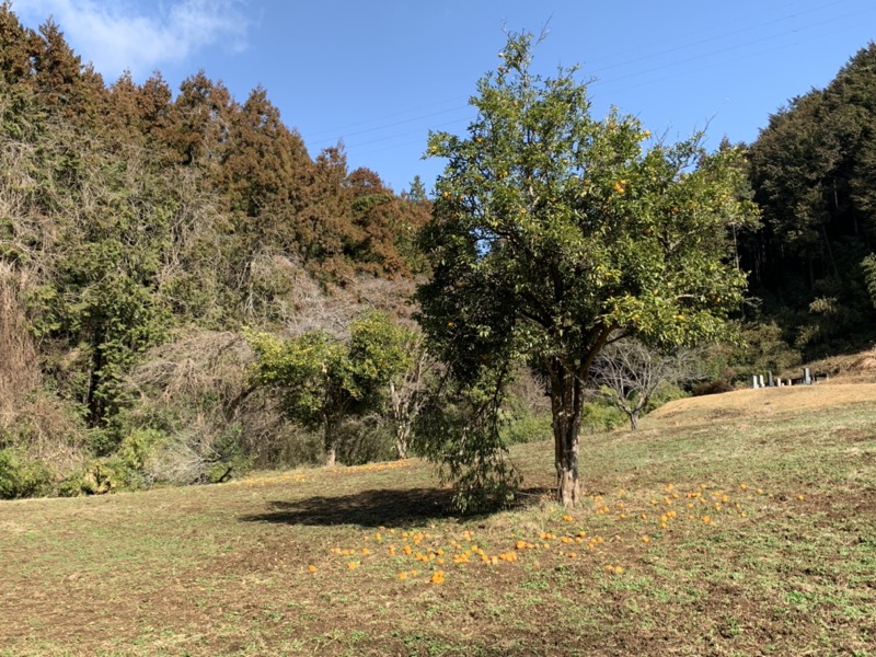 日和田山、物見山